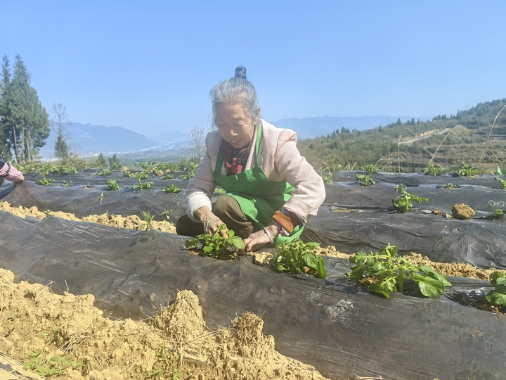 工人破膜引苗03（何敏摄）.jpg