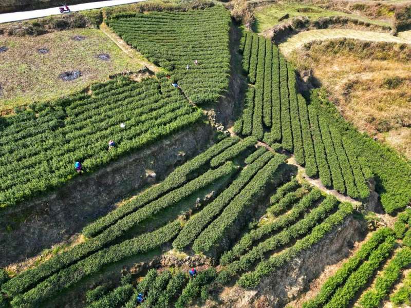 茶农们忙着采摘茶叶。
