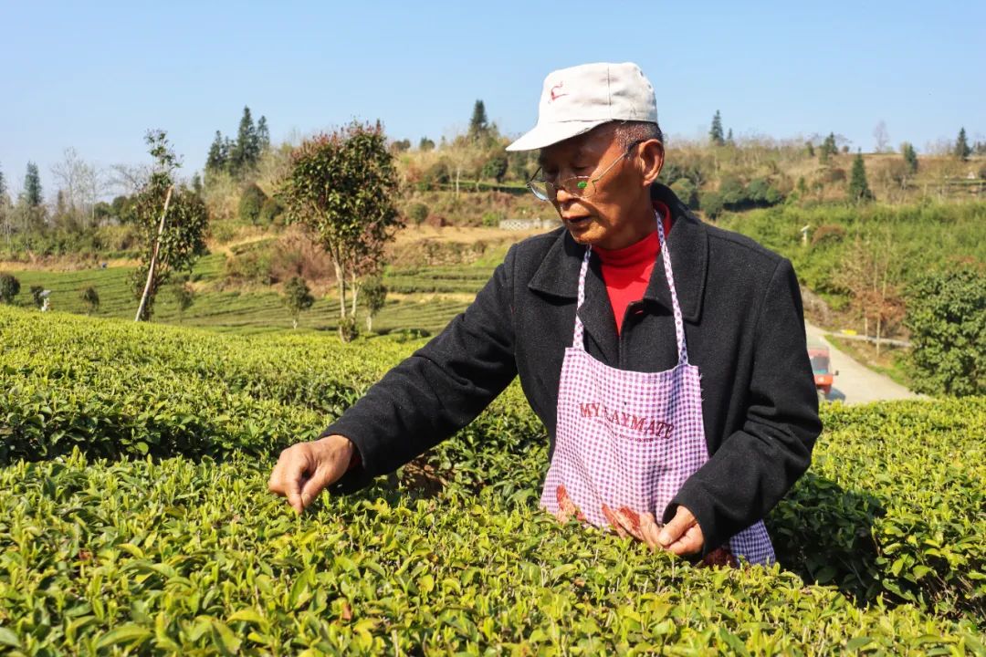 茶农们忙着采摘茶叶。