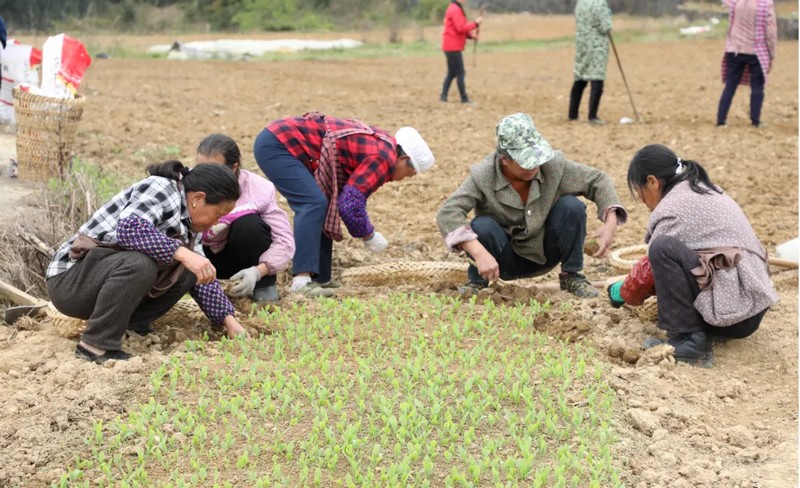 村民正在移栽鲜食玉米种幼苗。