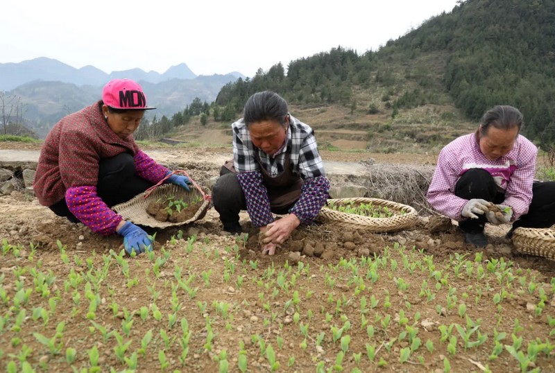 村民正在移栽鲜食玉米种幼苗。