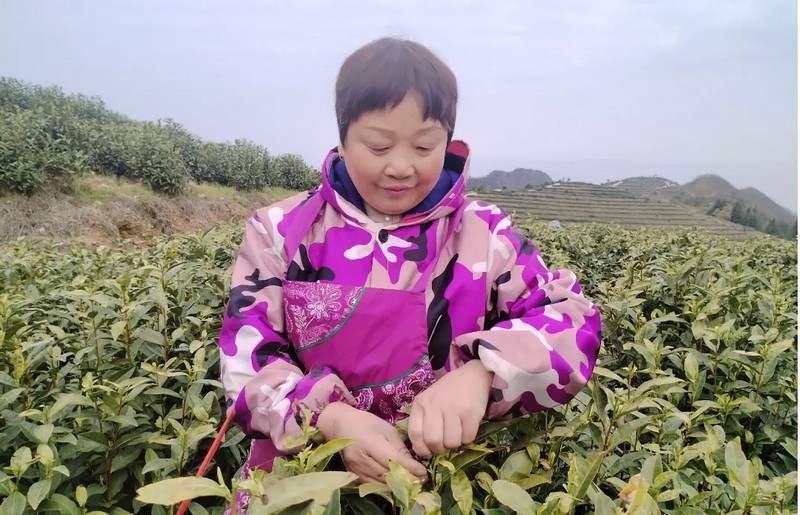 茶农们抢抓晴好天气采摘春茶。