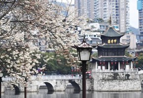 南明春日图鉴：一城花开千面