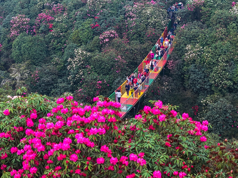 游客在贵州省毕节市百里杜鹃景区踏青赏花（无人机照片）。