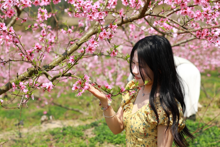 貴州省劍河縣岑鬆鎮塘腳村桃花種植基地，游客在賞桃花。楊家孟攝