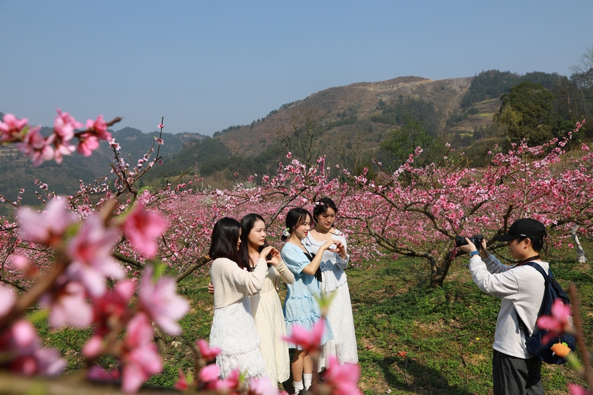 在贵州省剑河县岑松镇塘脚村桃花种植基地，游客在拍照打卡。杨家孟摄