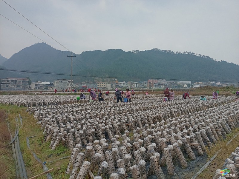 木耳种植基地。