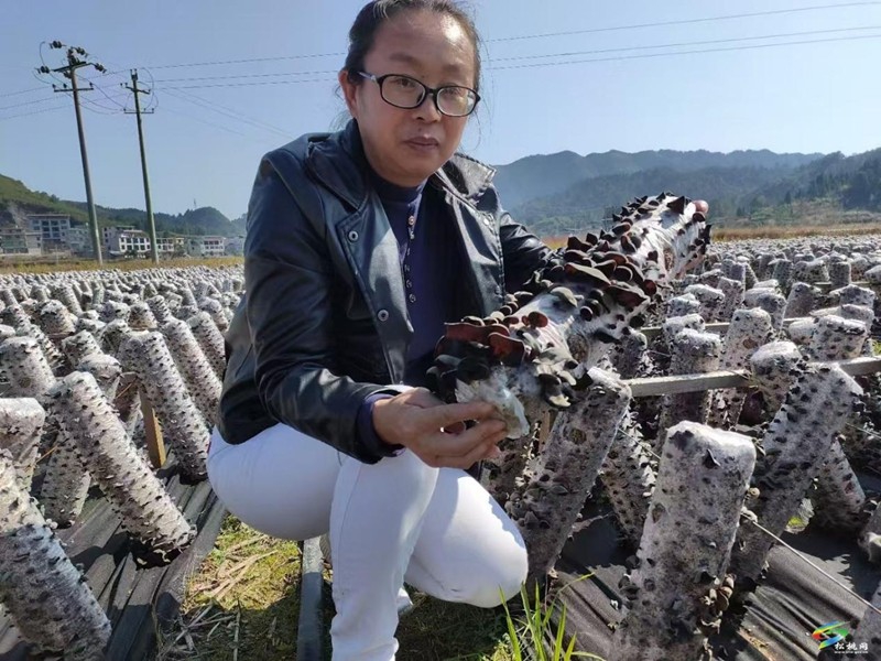 工人采摘木耳。