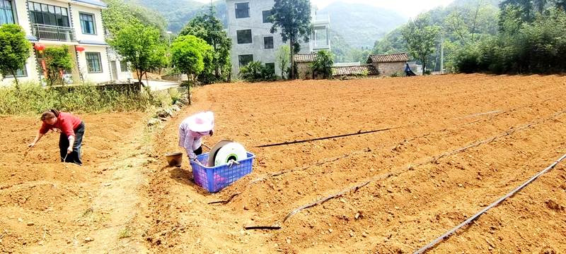 滴灌带铺设现场。尹国双 摄
