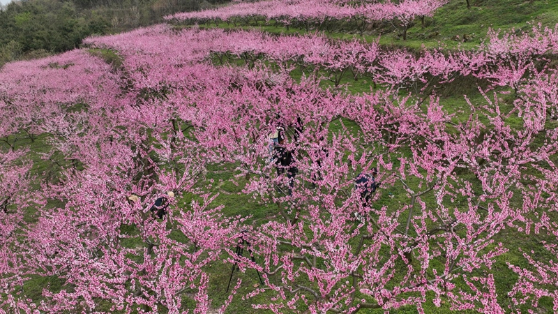 山桃花开红艳艳。