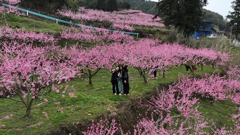 山桃花开红艳艳。