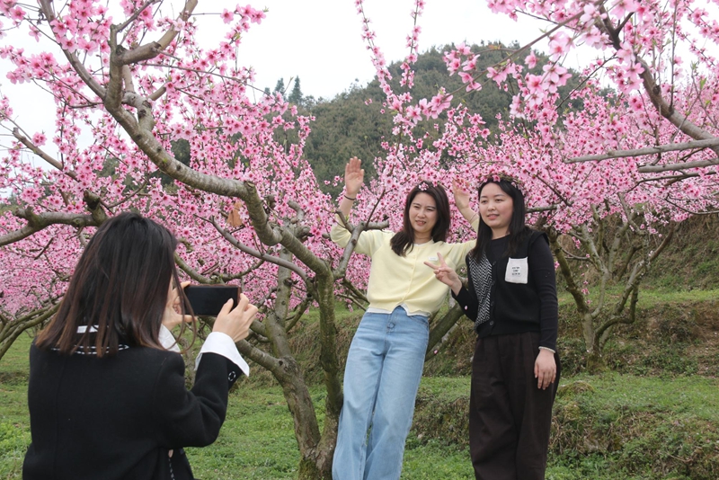 山桃花开红艳艳。