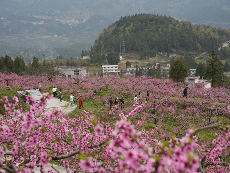 山桃花开红艳艳。
