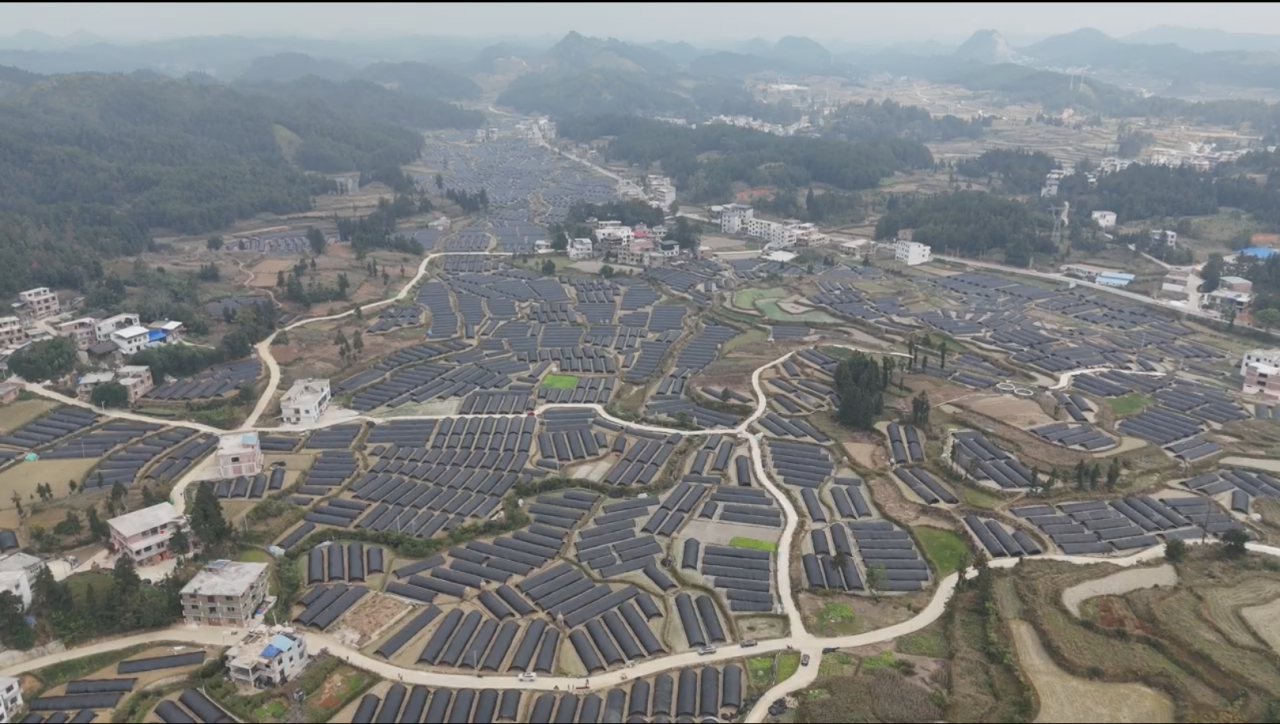 羊肚菌种植基地