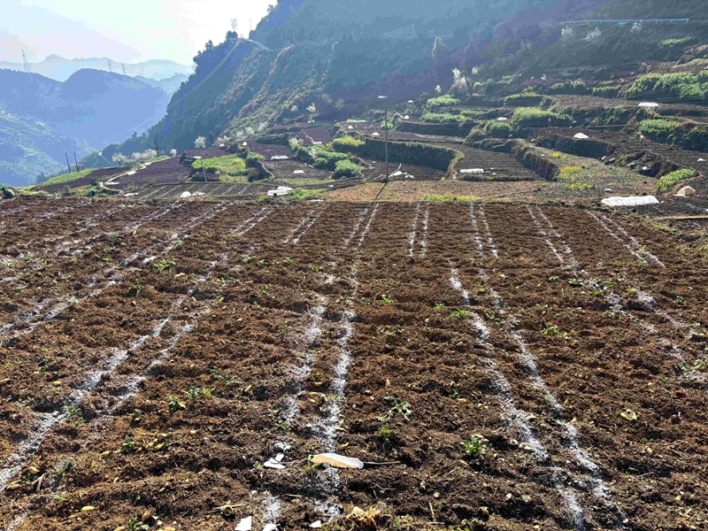 二郎鎮慶豐村的“玉豆套種”示范點，田地按照統一的寬窄行標准進行大豆玉米套種。（王燁 攝）