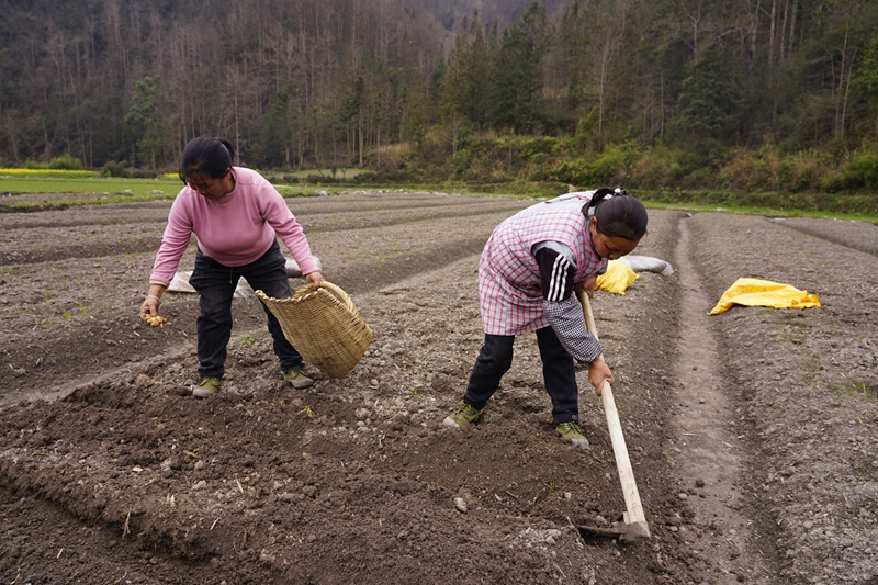 都六村群众在种植黄姜。