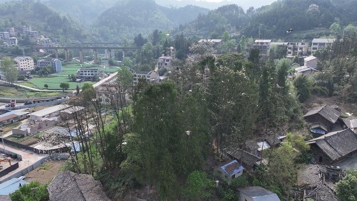 涌溪鄉村鷺鳥棲息地.jpg