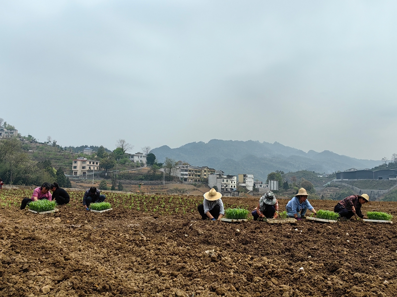1、雄豐村高粱種植基地村民們正忙碌移栽高粱苗。
