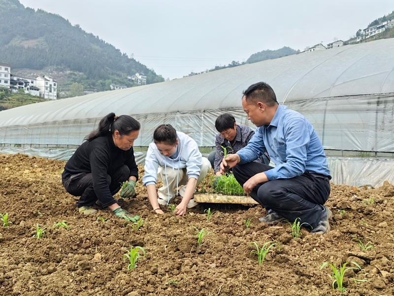 2、農技人員人員指導村民種植高粱苗。