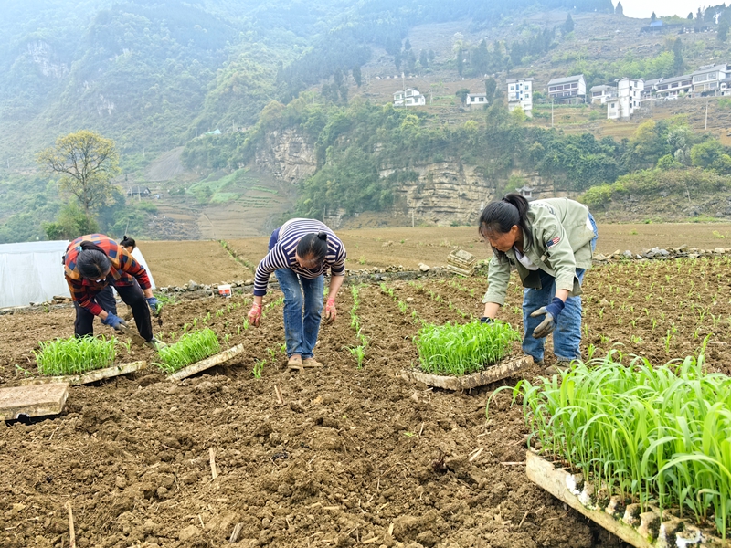 3、村民正在移栽高粱苗。