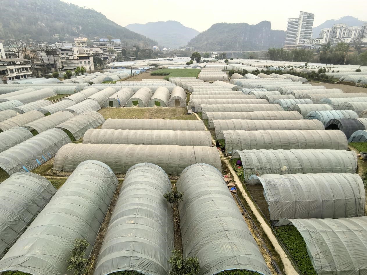 碧江区锦江街道新庄村温室大棚。