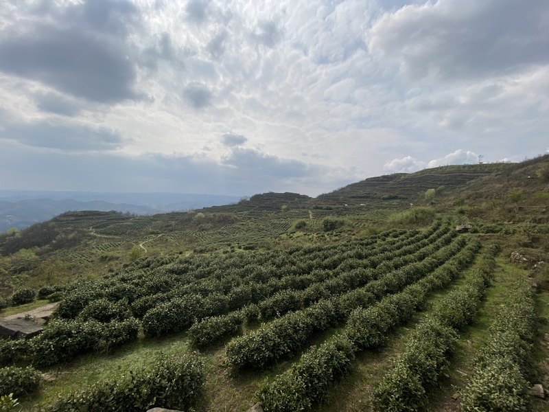 金沙縣后山鎮萬畝茶園。