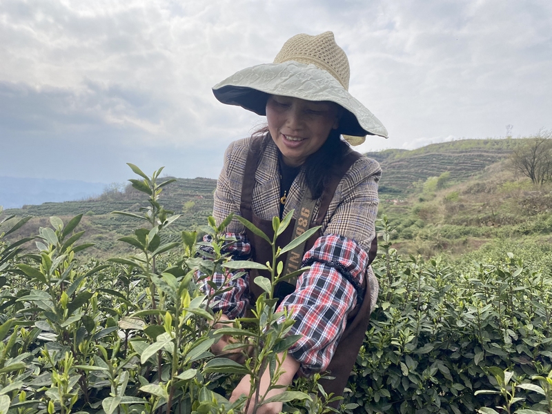 茶農們正在採摘鮮嫩芽葉。