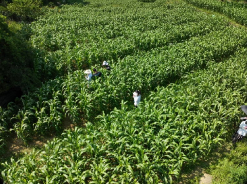 农技人员种植基地进行管理监督工作。