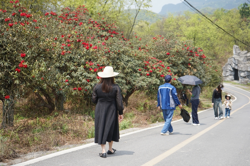 游客驻足观赏杜鹃花。黄源汇摄