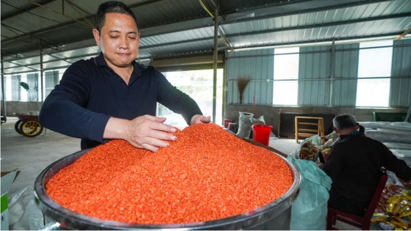 后坪红高粱种植专业合作社仓库里，工作人员正进行高粱种拌药、分装、运送、发放等工作。