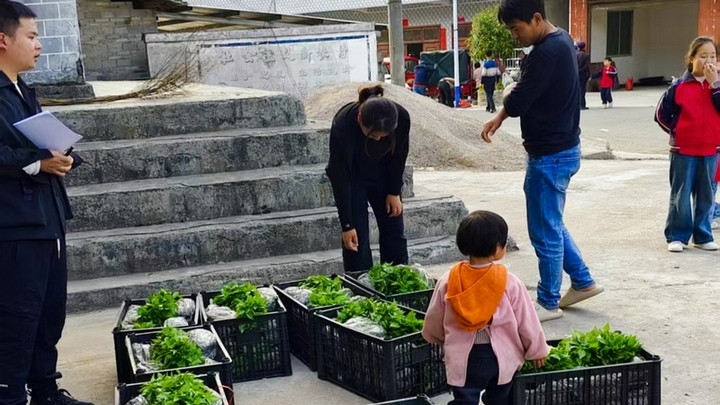 群众进行辣椒苗移栽 。唐建军摄