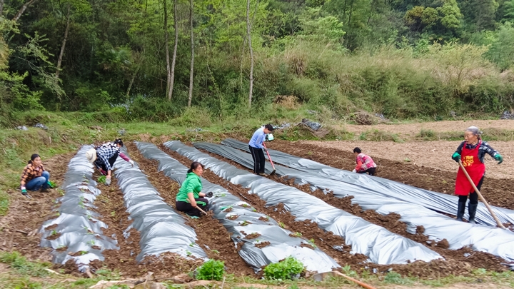 群众进行辣椒苗移栽 。唐建军摄