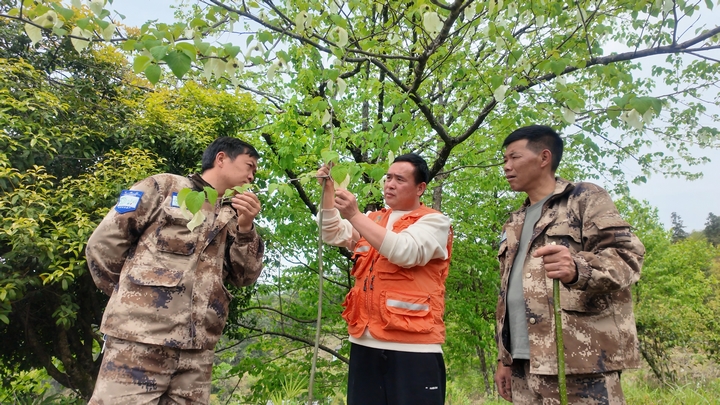 巡山隊員檢查珙桐是否遭受病虫害.JPG