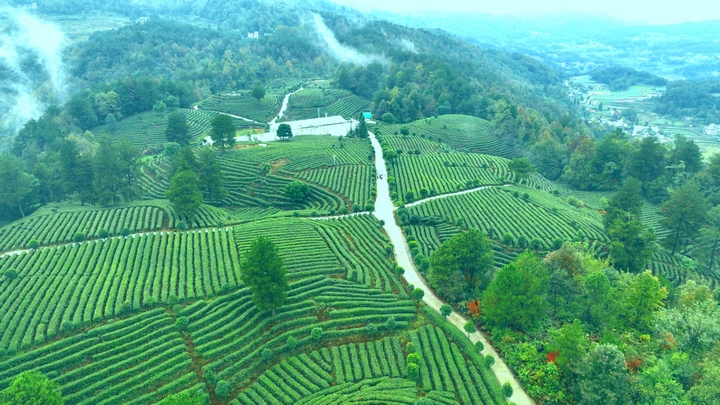 貴州金沙：春來貢茶新葡萄娱乐入口滿山綠 萬人同採致富茶(图3)