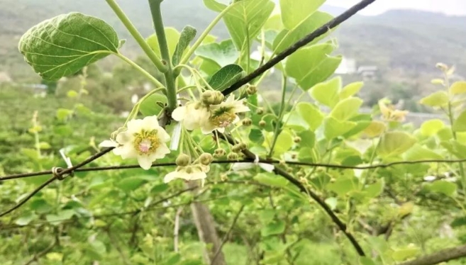已授粉的猕猴桃花。胡仕朵摄