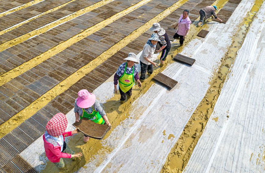 村民在贵州省黔西市杜鹃街道大兴社区水稻育秧点放置育秧托盘。