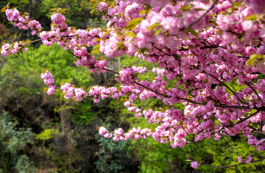 樱花。
