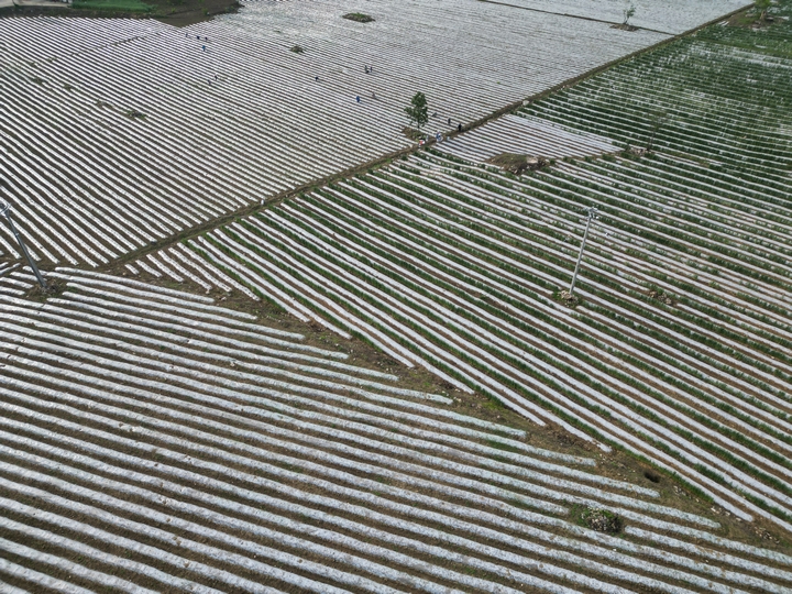 图为：烤烟种植基地.jpg
