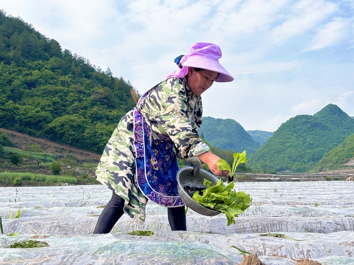 图为：烟农正在种植烟苗.jpg