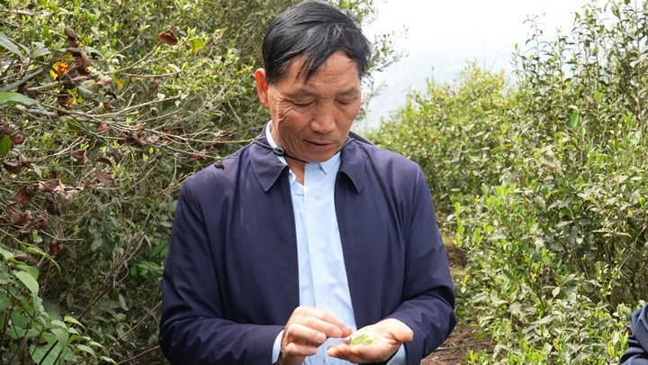 天印貢茶帶頭人萬文興.jpg