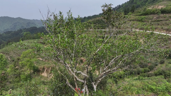 天印村古茶樹林.jpg
