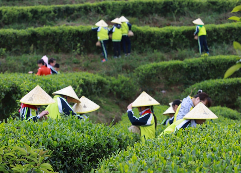 丹寨县依托生态优势大力发展山区生态茶种植，坚持走以茶兴业、以茶惠农、茶旅融合的发展之路。图为研学团队在丹寨县龙泉镇马寨茶园体验采茶。丹寨县融媒体中心