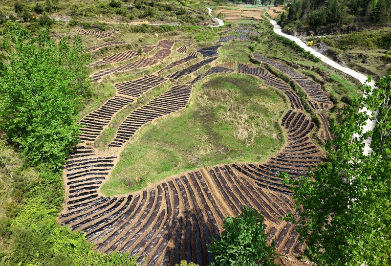 辣椒种植基地。