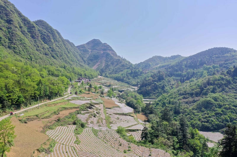 習水桑木鎮山間烤煙田，綠意盎然。李文炯攝