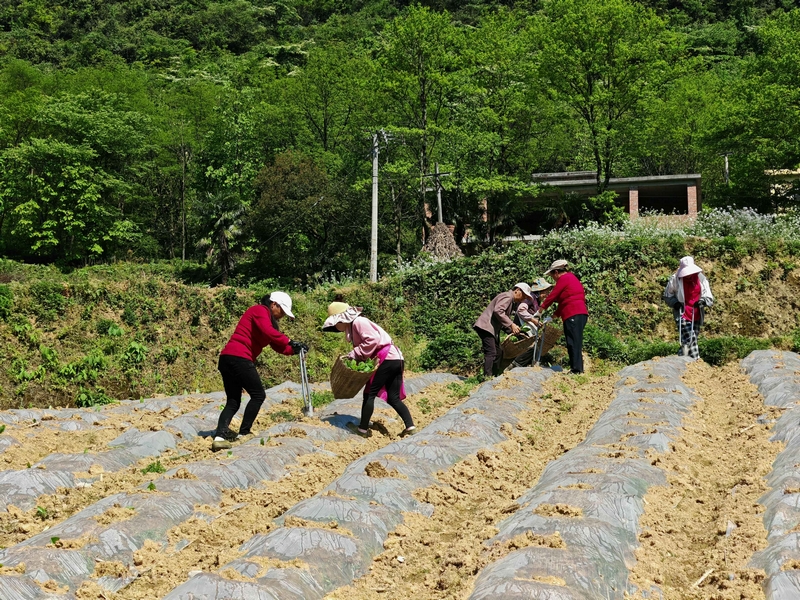 煙農在烤煙田分工協作，忙碌移栽。李文炯攝