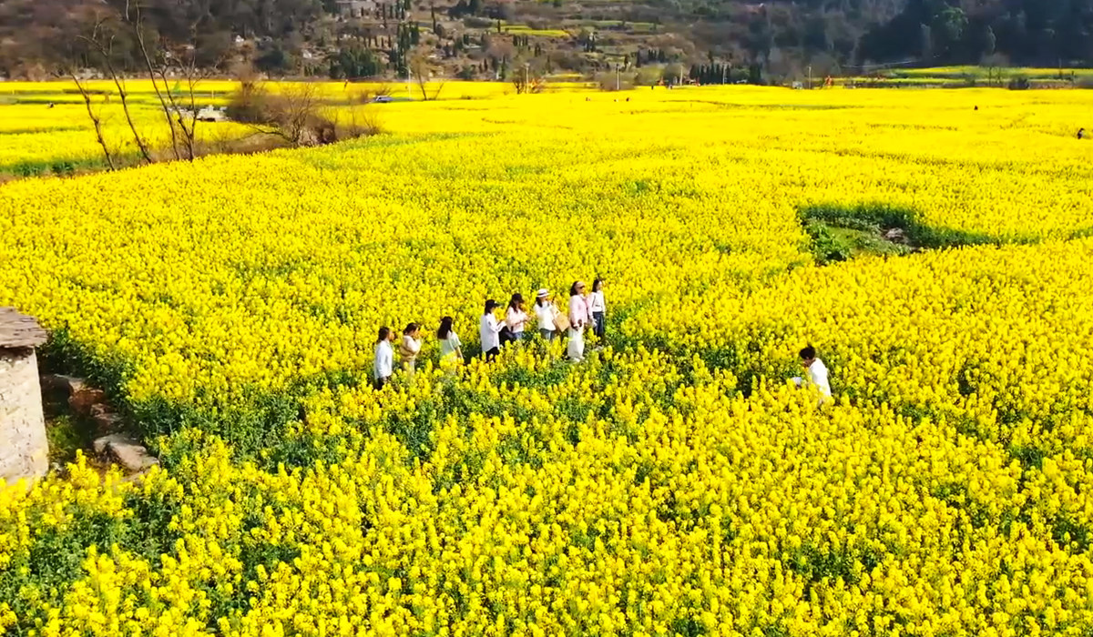 鲍家屯油菜花