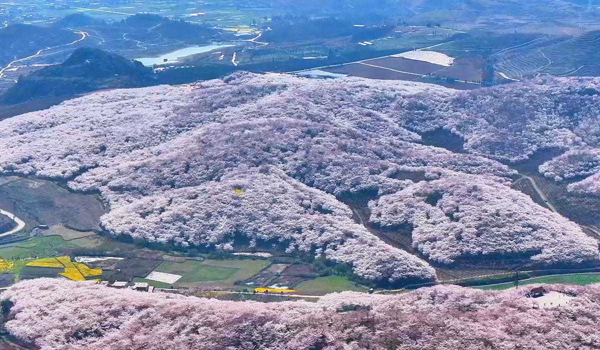 樱花园