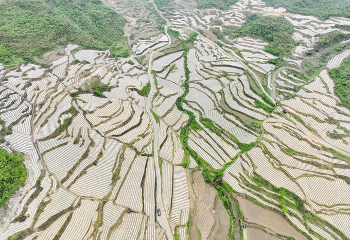 习水县良村镇茶园村烤烟种植基地。张川摄