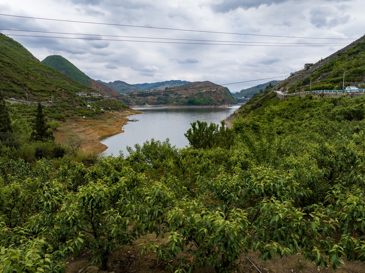 古達鄉水營村夾岩水庫周邊櫻桃採摘園 陳春志 攝 (3).jpg