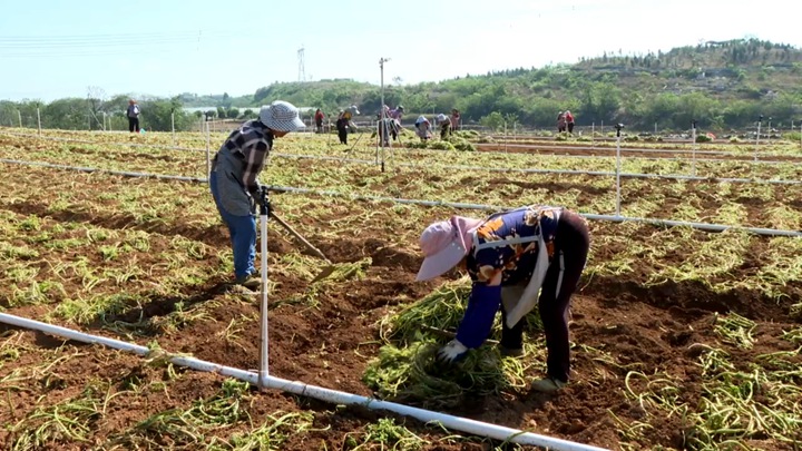圖為村民忙於種植西洋菜。